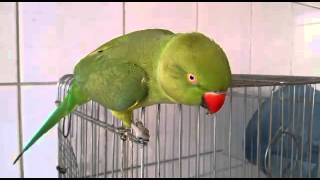 ببغاء درة فصيحة من تعليمي وتدريبيspeakera parrot  wondrous