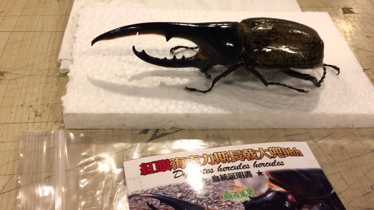 Hiroka Red Eye Dhh 紅眼長戟大兜標本插針示範 Youtube