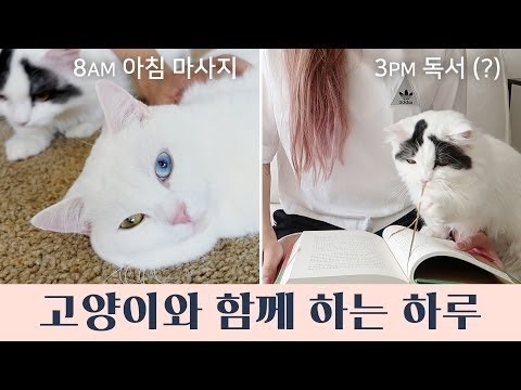 고양이와 함께 하는 하루 - 집사의 하루는 어떨까?