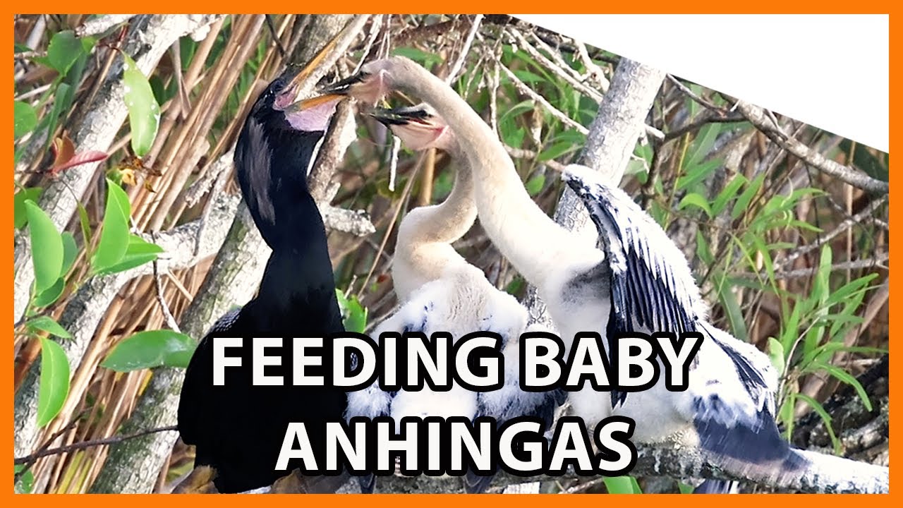 Feeding Anhinga Chicks - Baby Anhinga Calls - YouTube