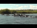 Family of Elephants Swim Across The Chobe River, Botswana, Africa