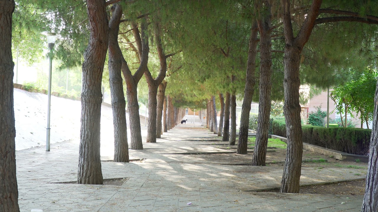 Wood and path in Barcelona Spain / Royalty Free Footage