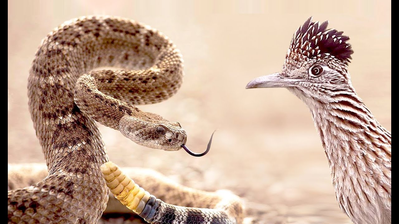 Roadrunner vs Rattle snake طائر ضد الأفعي المجلجلة - YouTube