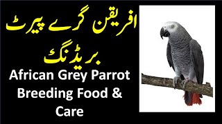 African Grey Parrot Breeding Food and Care screenshot 5