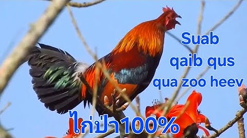 ไก่ป่า100% ( Jungle chicken fun )  ( gà rừng ) saib qaib qus 100% qua zoo heev. Suab qaib qus