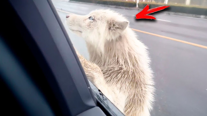 The dog recognized its owner after many years of being lost, then something shocking happened