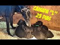 21 Dias. Nuestros cachorros de la camada "L" / galgo español.