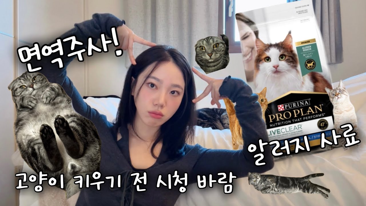 고양이 알레르기 탈출 방법! (프로플랜 리브클리어 후기, 면역주사 가격과 실비보험) 고양이키울때 장단점❣️😻😹