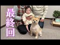 【最終回】ポメくん劇場、閉幕です！