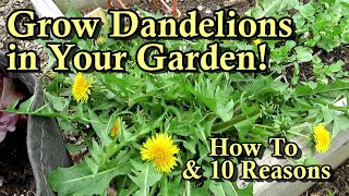 How to Grow Dandelions in Your Garden for Food: 10 Reasons - Edible Roots, Flowers, &amp; Greens