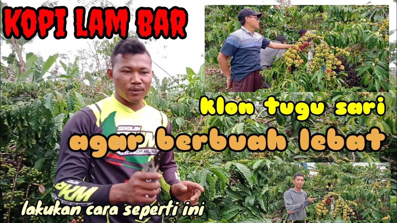 Wiwilan pada tanaman kopi klon tugu sari agar berbuah lebat oleh Anjar wana/petani Lampung barat