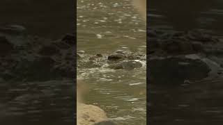 Crocodile Turf Wars: Fight for Deep Water Survival #creativekillers #natgeo #Crocodiles