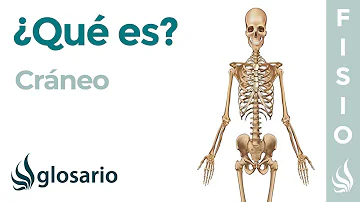 ¿Qué protege el cráneo humano?