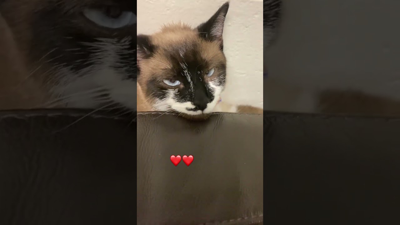 Just a tiny ball of purrfection 🐾 