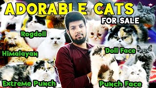 Adorable Cats for Sale in Chennai | Cheap and Best Exotic Cat Farm | All Breeds Available | AB Cats