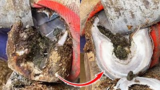 Marvelous! Remove dirt from donkey's hooves and restore donkey's health丨ASMR