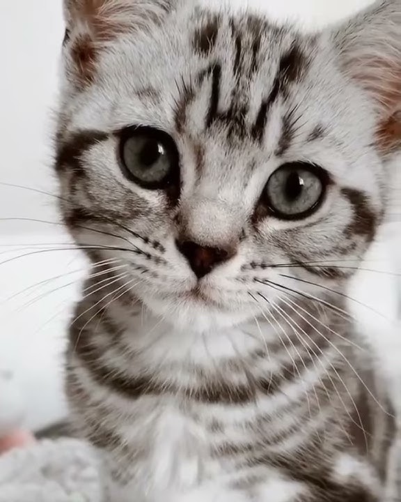 Story WhatsApp Kucing Lucu 😘