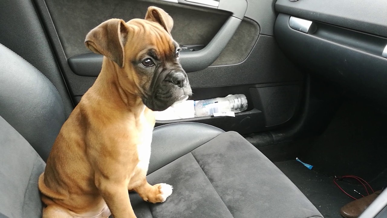 Boxer Dog 10 weeks old waiting on - YouTube