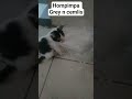 hompimpa grey n cemlis #cat #catlover #videoshort