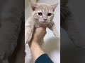 自分で登ったのに降りれなくて泣き叫ぶ子猫が可愛すぎる…www