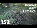 An endless amount of branches and sticks  manual beaver dam removal no152