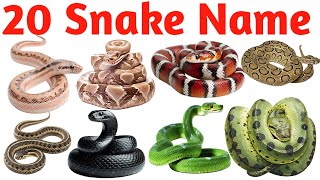 20 सप क नम Learn 20 Snake Names In English With Pictures Easy Learning Video