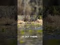 Canoe Camping with 162 Alligators | Okefenokee Swamp #shortsfeed   @BlackwaterOutdoorJourneys