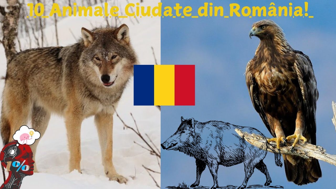 10 ANIMALE PE CARE NU STIAI CA LE AVEM IN ROMANIA !!