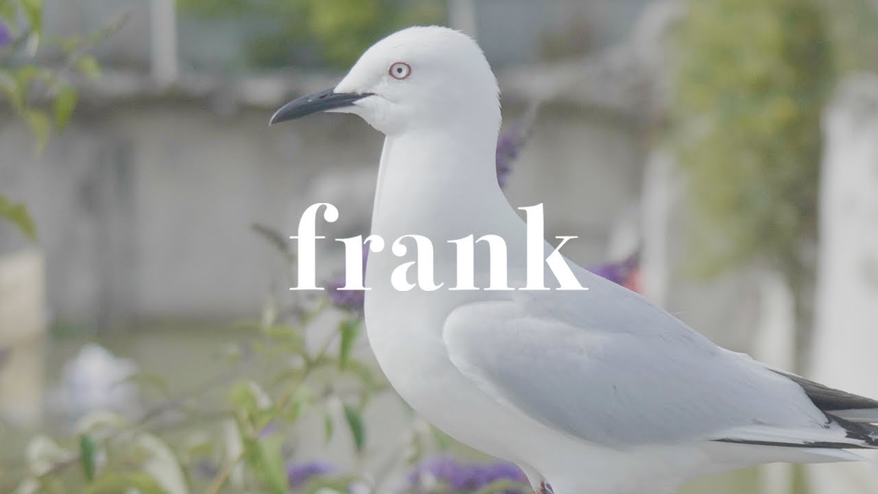 The Black-billed Gull - When the world’s most endangered gull comes to town