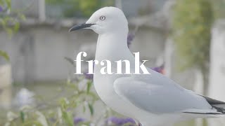 The Black-billed Gull - When the world’s most endangered gull comes to town