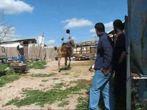 סרטון פתיחה הכתרה ישיבת חיצים תשס ט 