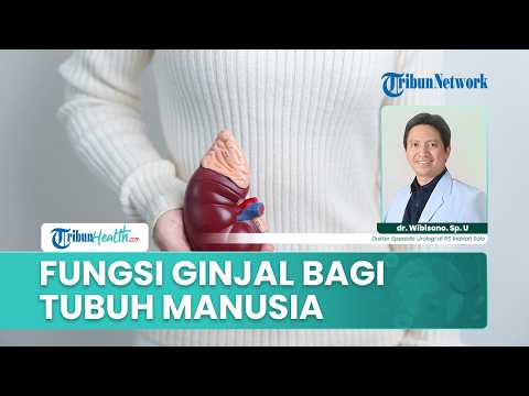 Fungsi Ginjal bagi Tubuh Manusia: Peran Penting Menyaring Racun dan Menjaga Keseimbangan Tubuh