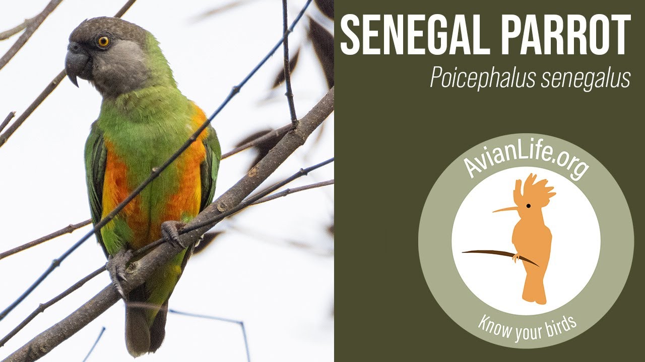 Beautiful Senegal Parrot - Poicephalus senegalus