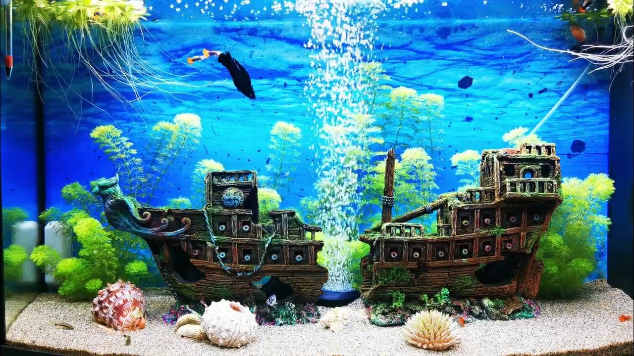 Relaxing fish tank sounds Aquarium Bubbling YouTube