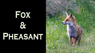 Fox & Pheasant