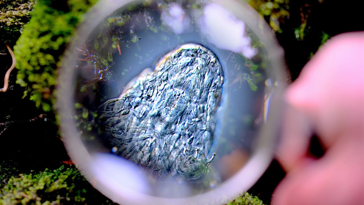 Как найти тихоходок?