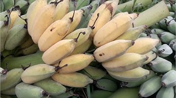 chuối xiêm chín cây,mua bán chuối xiêm