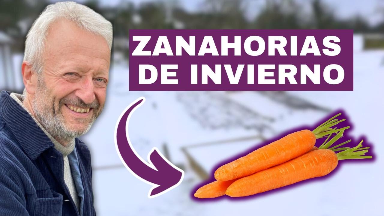 Cómo Cosechar Zanahorias En Invierno Sin Dañarlas
