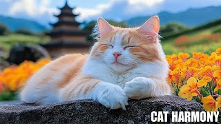 12 Hours Calming Music for Cats 🐈 Sleep Music for Cats No Ads ♬ Sleep Music for Anxious Cats