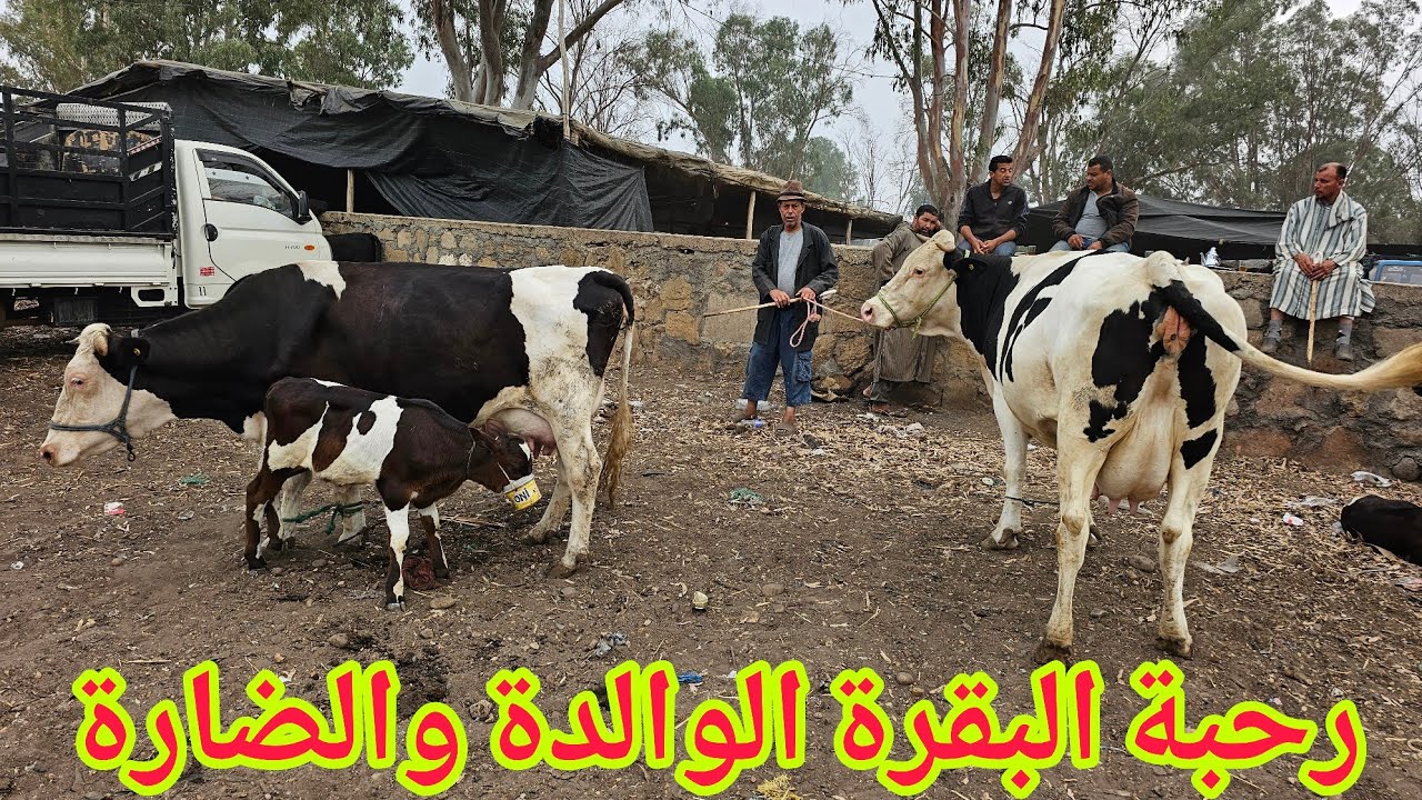 مباشرة ‼️من سوق الخميس سلا السهول🇲🇦 البقرة الوالدة والضارة 2025\07\03 مع الأثمنة فرجة ممتعة💥