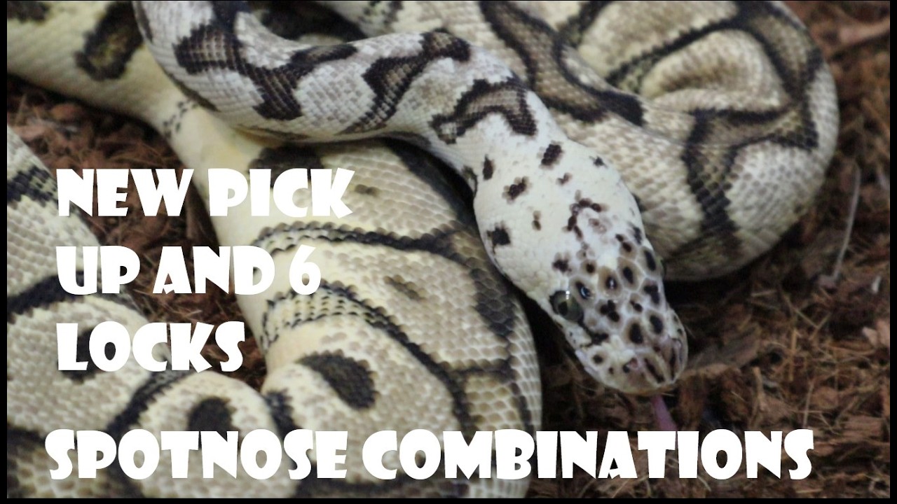 SPOTNOSE COMBINATIONS + 6 LOCKS + AMAZING AUCTION PICK UP SUPER OD, SUPER FIRE, SUPER SUGAR CLOWN