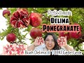 PETIK BUAH DELIMA ATAU BUAH POMEGRANATE DI KEBUN || BUAH DELIMA JUMBO DI TURKI #panenbuah