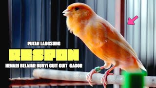 100% AMPUH ❗Suara PANCINGAN Kenari PAUD Belajar BUNYI Ngeriwik - MASTERAN Kenari PAUD #568
