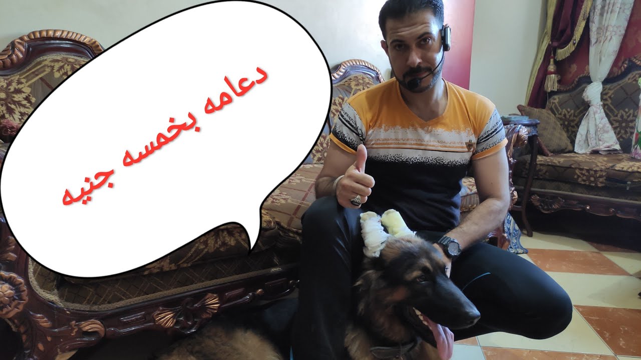 طريقه عمل الدعامه للكلب الجيرمن شيبرد مع كابتن شريف شحاته