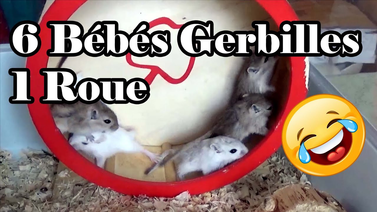 6 Bébés Gerbilles Découvrent La Roue Pour La Première Fois