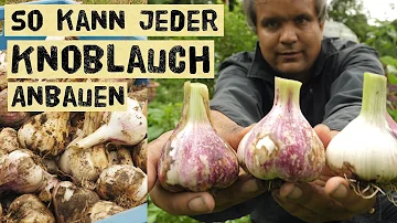 Was ist der beste Knoblauch?