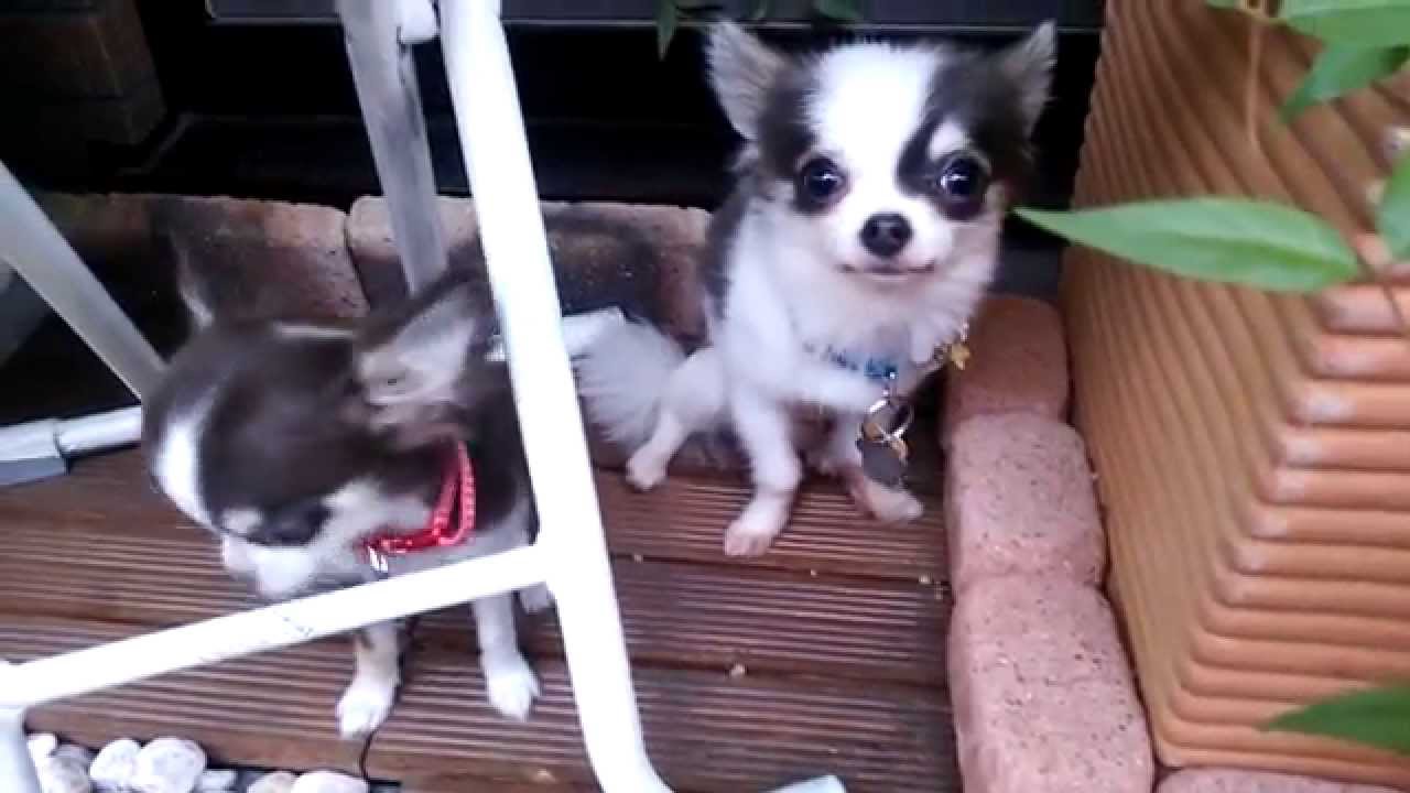 反省チワワ Chihuahua 超極小犬 成犬 900ｇ春ちやん イタズラ Youtube