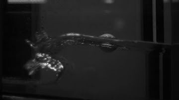 FlowRider Laboratory Breaking Wave Experiment with IMU-Equipped Float