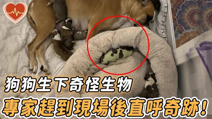 家中狗狗怀孕，临盆时竟生下一奇怪生物！专家：“千年难得一见！”#奇迹 #狗狗 #狗 #出乎意料 #不可思议 #心灵脉冲 - 天天要闻