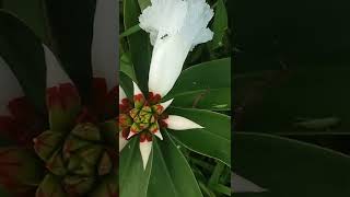 Insulin Plant ?  Medicinal Plant ? Flowering Plant #youtubeshorts #shortvideo #short